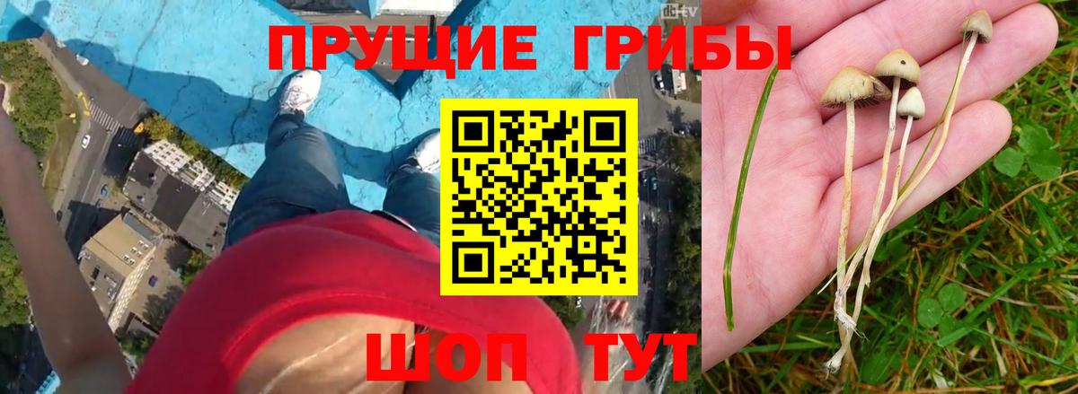 Псилоцибиновые грибы мухоморы  Псилоцибиновые грибы Cubensis  Таганрог  Вход с VPN 
